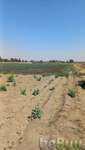 Se vende terreno de cultivo con riego, Puebla, Puebla